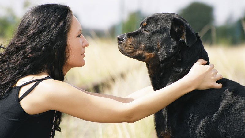 Espagne : contre les maris violents, ce chien défenseur des droits de la femme
