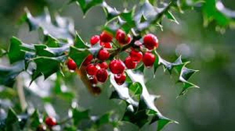 Fêtes de fin d’année : ces 3 plantes stars de Noël dangereuses pour la santé