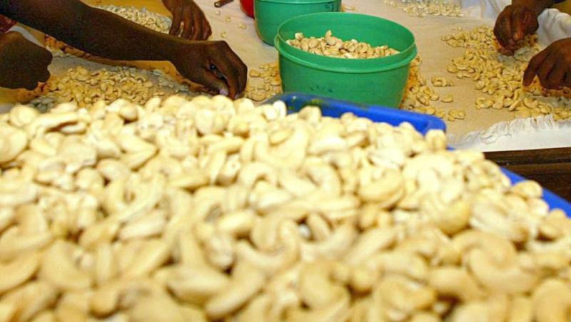 Filière de la noix de cajou : le Togo vise 30 000 tonnes en 2022