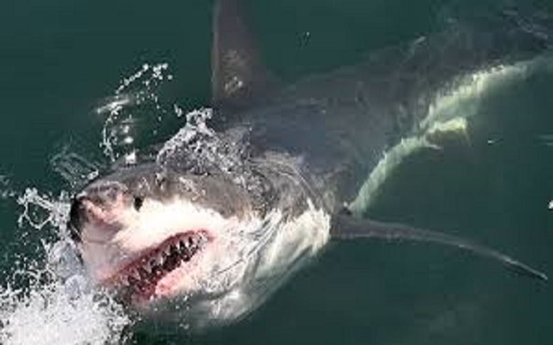 Floride : un policier se jette à l’eau pour sauver un enfant des dents d’un requin (vidéo)