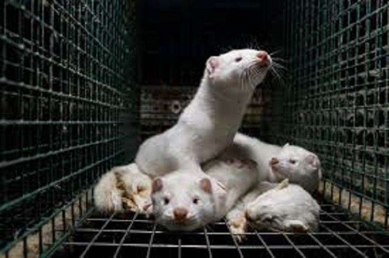 France / Covid-19 : un 1er élevage de visons contaminé