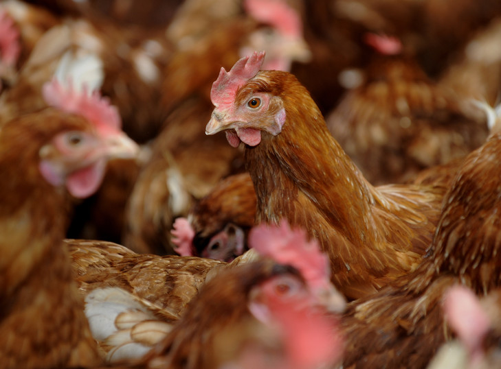 Côte d’Ivoire : application d’une TVA de 18% sur les aliments de volailles à partir du 2 janvier 2026