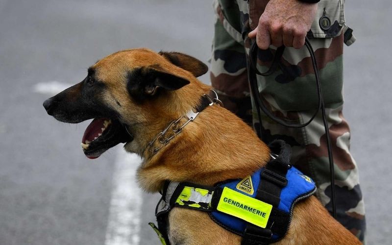 Émirats arabes unis : des chiens pour tester les voyageurs au Covid-19 dans les aéroports