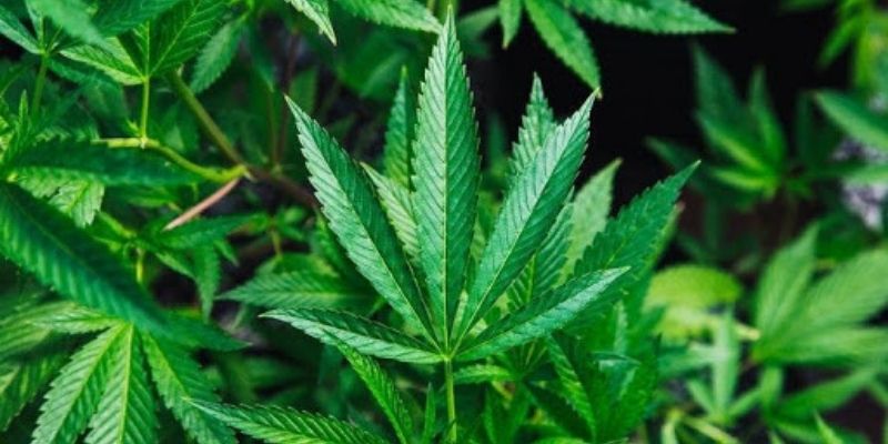 Le cannabis n’est pas une drogue dangereuse, estime l’ONU