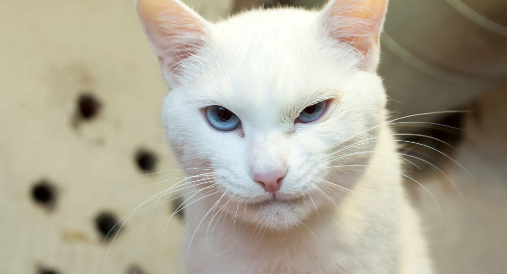 France ou Belgique ? Le chat oracle Achille prédit l’issue du match