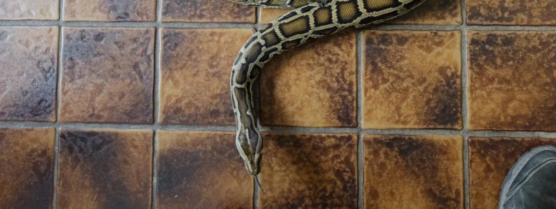 France : une jeune femme découvre un python à l’entrée de son immeuble en rentrant