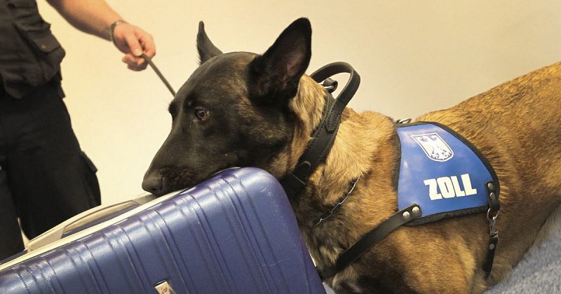 Francfort : Une chienne renifleuse découvre près de 170 millions de FCFA sur des passagers à l’aéroport