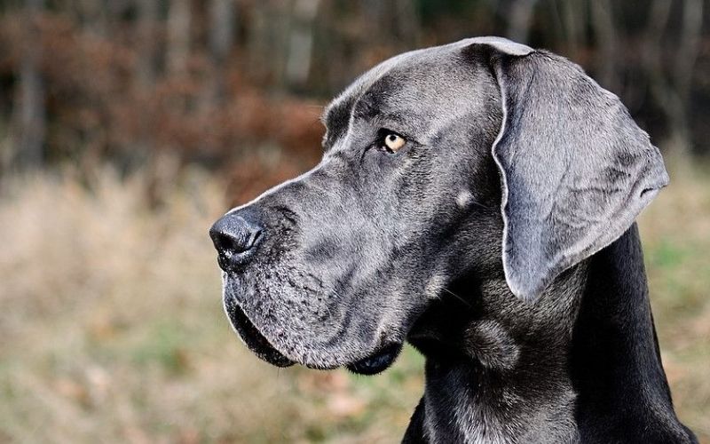 Freddy : le plus grand chien du monde est mort