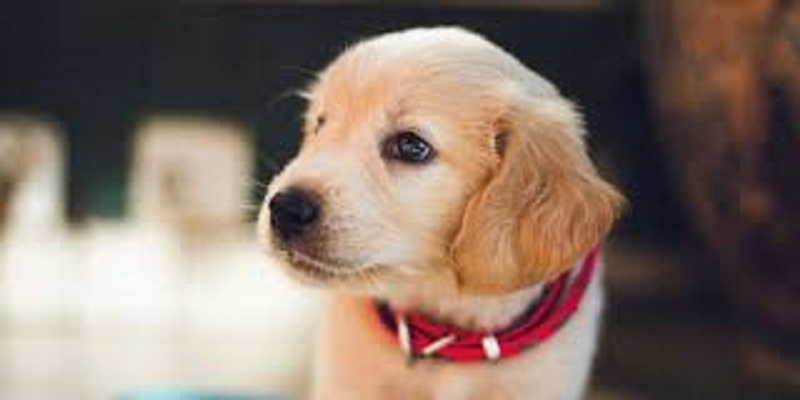 Géorgie : un rarissime chiot vert voit le jour pour le Nouvel An (vidéo)