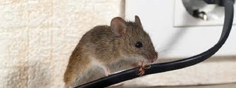 Ghana: une grosse souris serait responsable des récentes coupures d’électricité