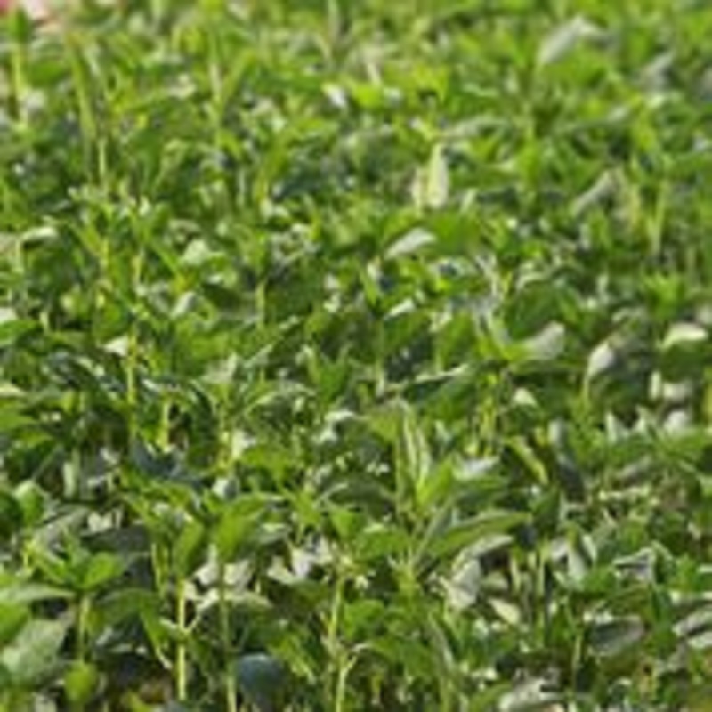 Togo : les bienfaits de l’agriculture biologique