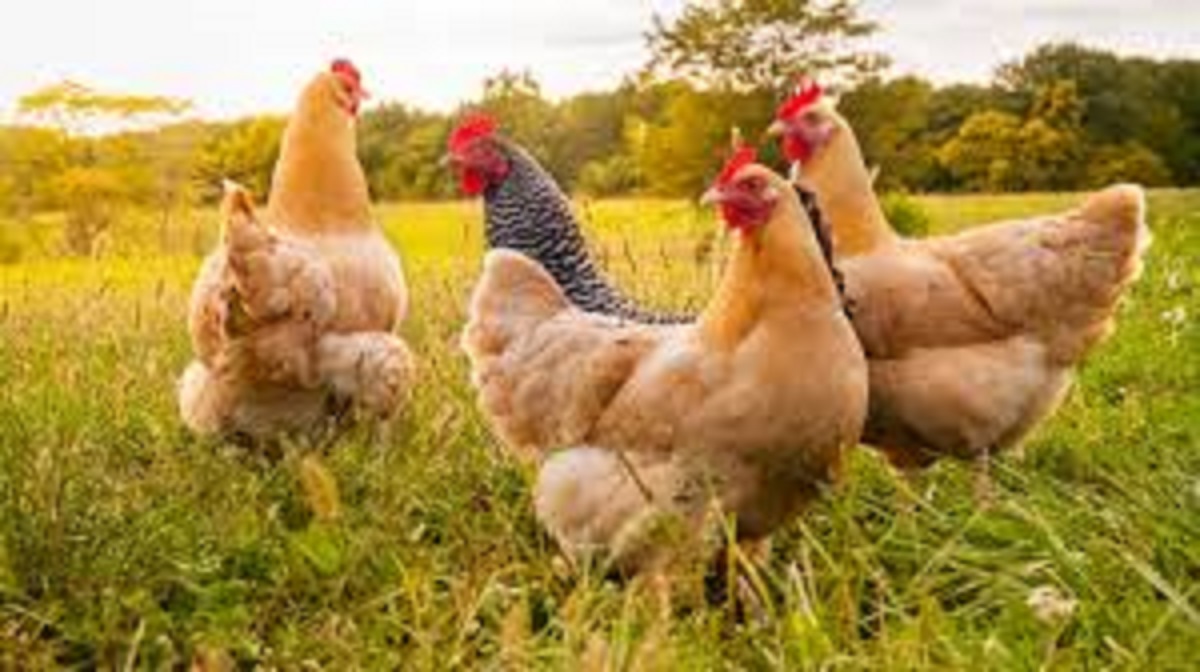 Grippe aviaire : La Mauritanie suspend l’importation de volailles en provenance du Sénégal