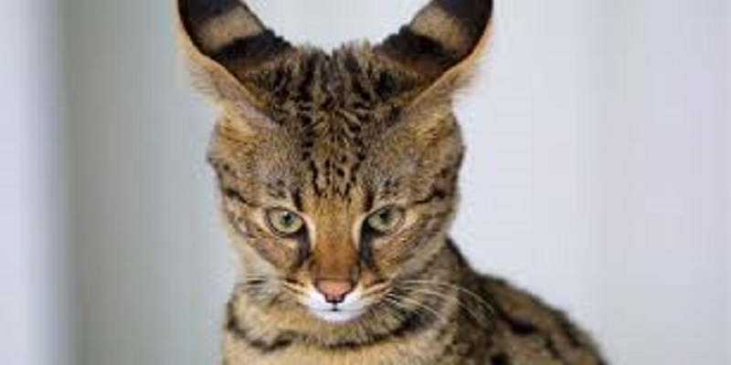 Ghana : un homme lapidé à mort pour le vol d’un chat