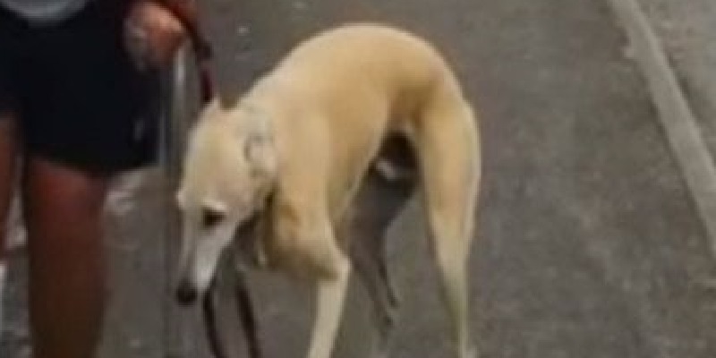 Il dépense plus de 200 mille fcfa et découvre que son chien boiteux ne faisait que l’imiter (vidéo)