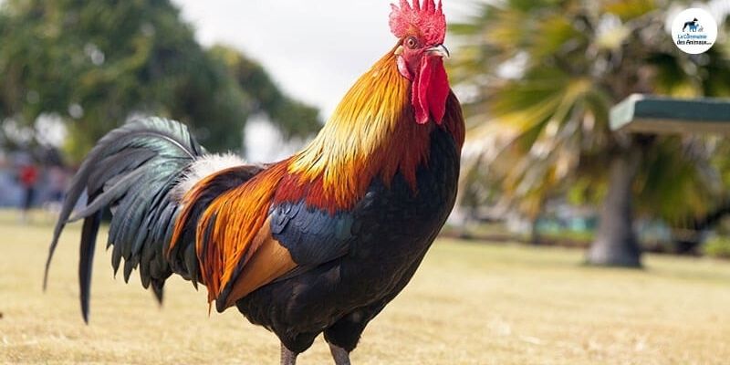 Il écope de 5 mois de prison avec sursis pour avoir tué Marcel, un coq