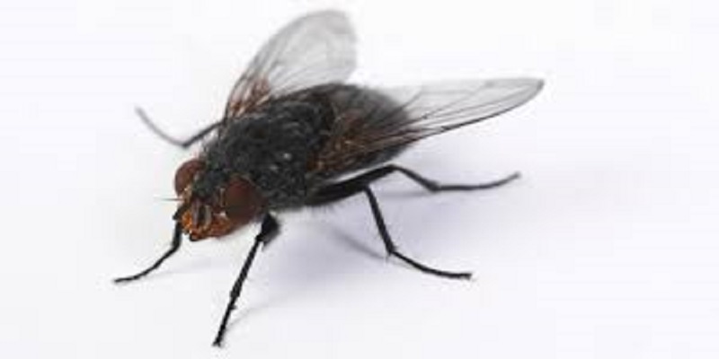 Il fait exploser sa cuisine en voulant tuer une mouche