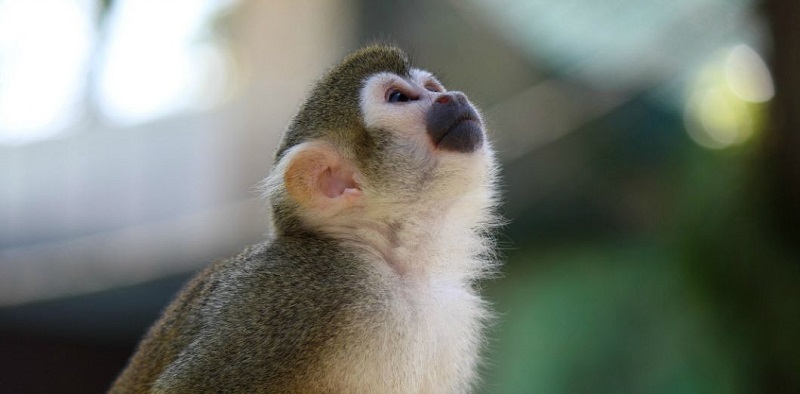 Rwanda : la vidéo d’un jeune homme au visage de singe fait le buzz (vidéo)
