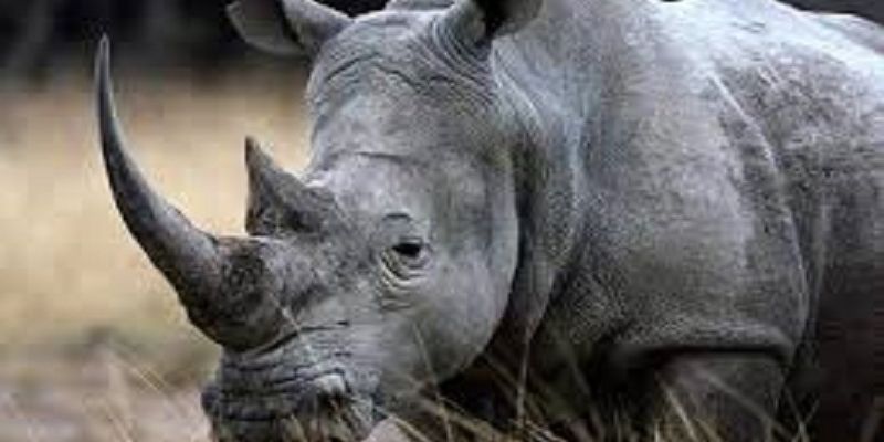 Il fait un salto arrière dans l’enclos des rhinocéros pour son compte TikTok (vidéo)