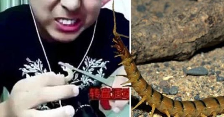 [Vidéo] Il mange des insectes venimeux en direct et meurt en direct