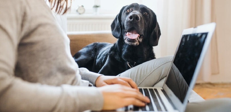 Il organise une visioconférence avec ses chiens et fait le buzz (vidéo)