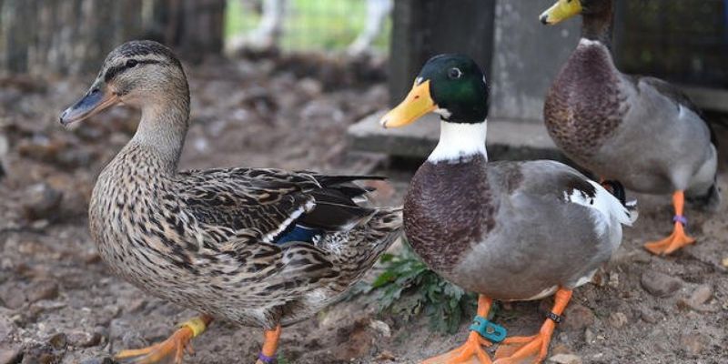 Il porte plainte à cause des canards de sa voisine qu’il juge trop bruyants