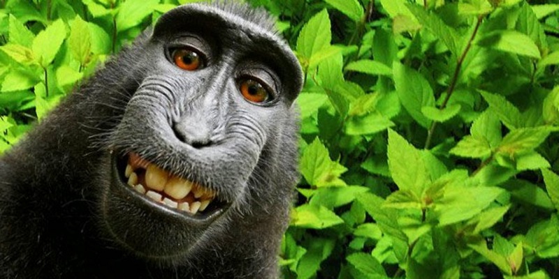 Il retrouve les selfies d’un singe sur le smartphone qu’il avait perdu