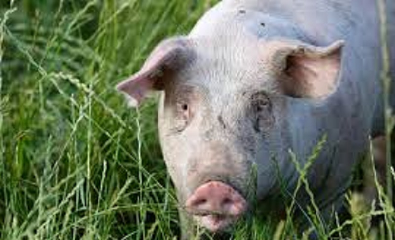 Drame : Un cochon mange les testicules de son maître