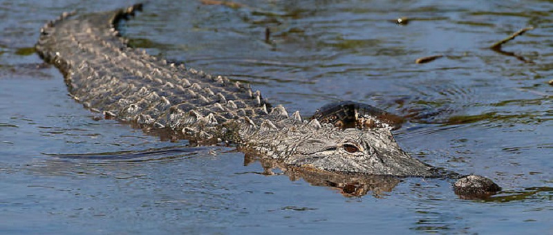 Il arrache son ami des mâchoires d’un crocodile et lui sauve la vie (vidéo)