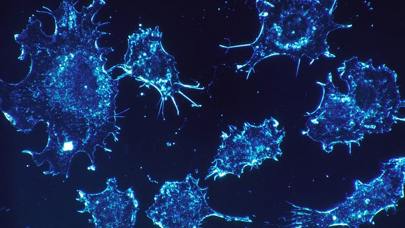 Voici la période pendant laquelle des anticorps contre le coronavirus peuvent rester dans le sang