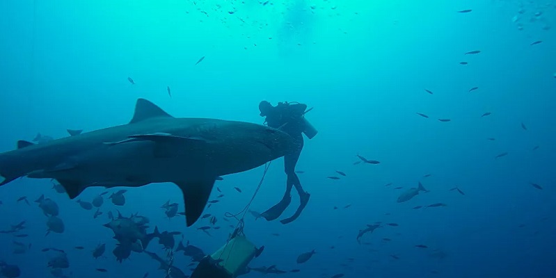 Il sort indemne de l’attaque d’un requin-taureau de 3,5 mètres et raconte sa mésaventure