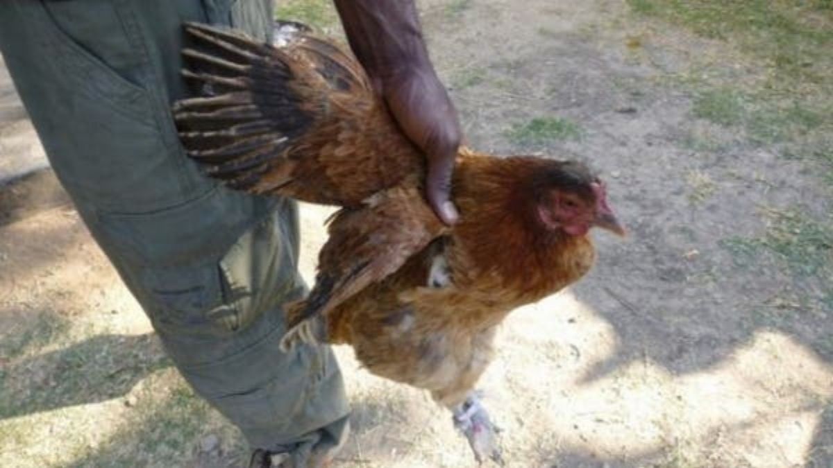 Il vole 45 poulets pour habiller sa copine : les faits