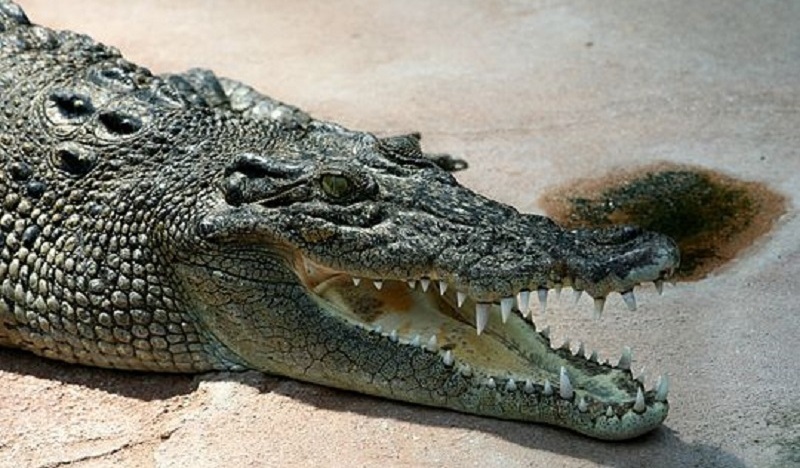 En pleine baignade, il se fait attaquer par un crocodile