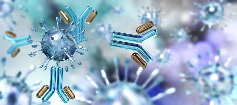 Immunité : une ‘super cellule’ découverte par des chercheurs gantois