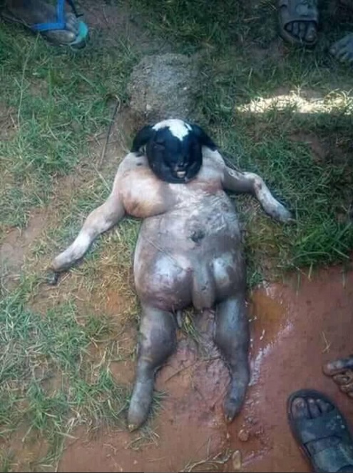 Cette créature étrange est au centre de toutes les discussions cette semaine au Nigeria