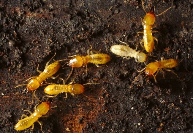 Incroyable : découverte d’une termitière aussi vaste que l’Angleterre et vieille de 4000 ans