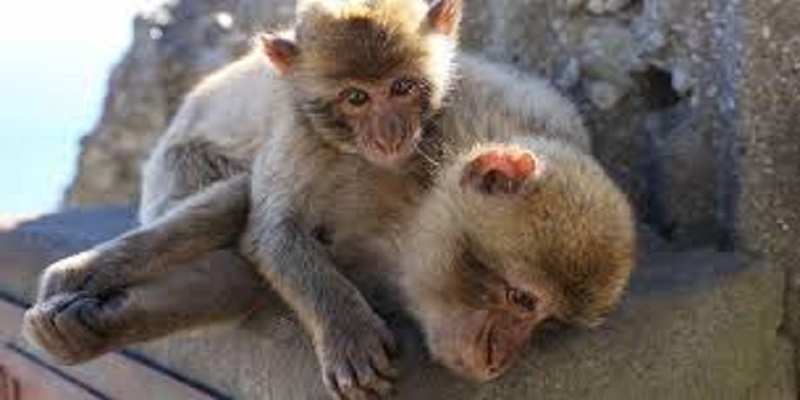 Inde : des singes tuent une famille en faisant tomber le mur d’une maison (vidéo)