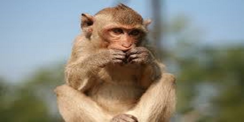 Inde : des singes volent des échantillons de tests de patients suspectés d’avoir le Covid-19 (vidéo)