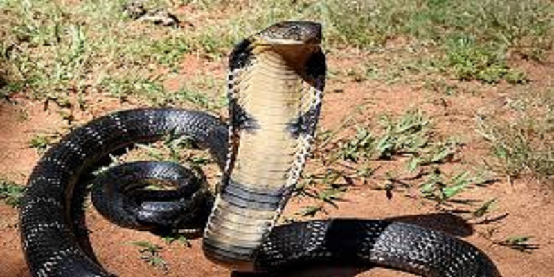 Cameroun : 80 serpents saisis à l’aéroport de Douala