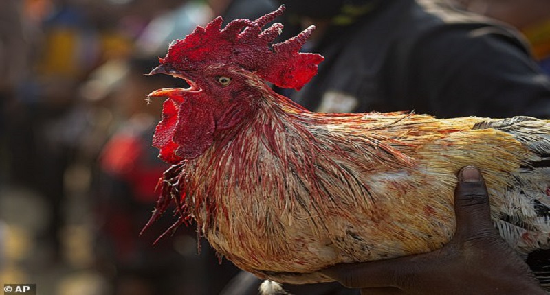 Inde : un coq  de  combat  tue son maître