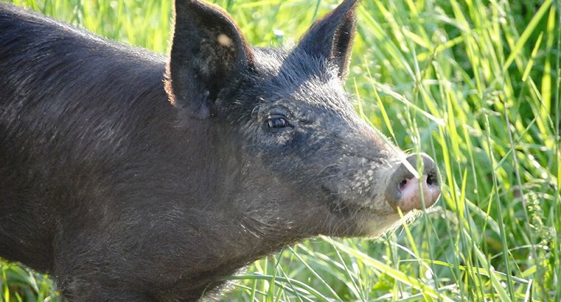 Inde : un garçon de 4 ans tué par des cochons sauvages