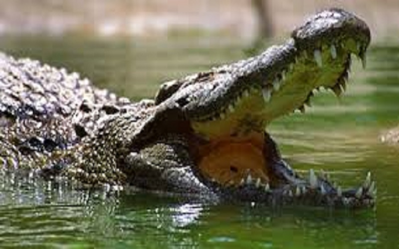 Inde : un crocodile entraîne dans les profondeurs un jeune effectuant un rituel et le tue