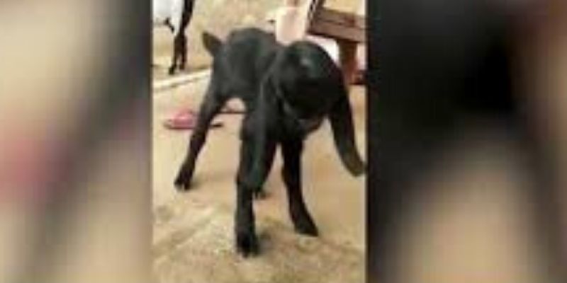 Inde : une chèvre à visage humain considérée comme une incarnation divine (vidéo)