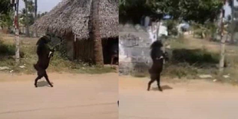 Inde : une chèvre qui marche sur ses pattes arrière fait le buzz (vidéo)