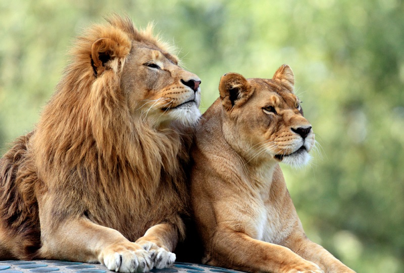 Inde : une fille de 17 ans dévorée par des lions
