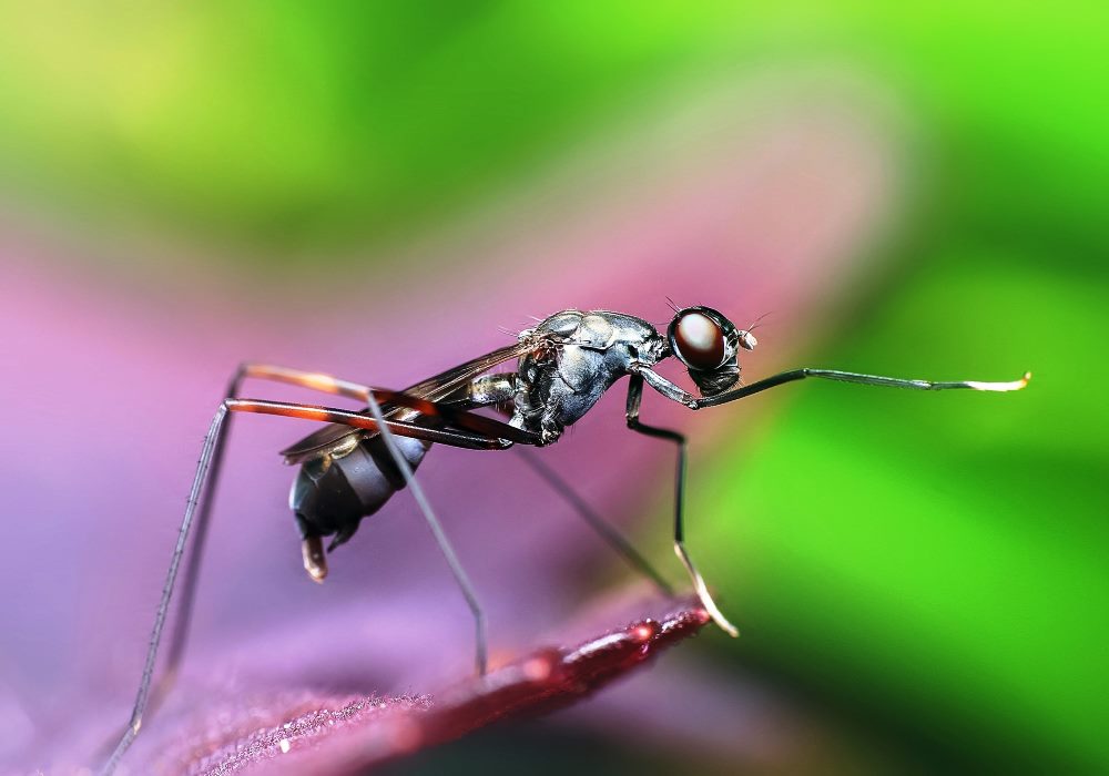 Les moustiques sont-ils vecteurs du Covid-19 ? Des scientifiques répondent