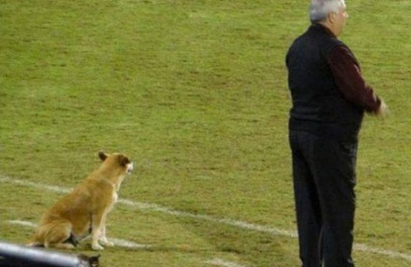 Insolite / Paraguay : un chien nommé au poste d’entraîneur adjoint pour cette raison (photos)