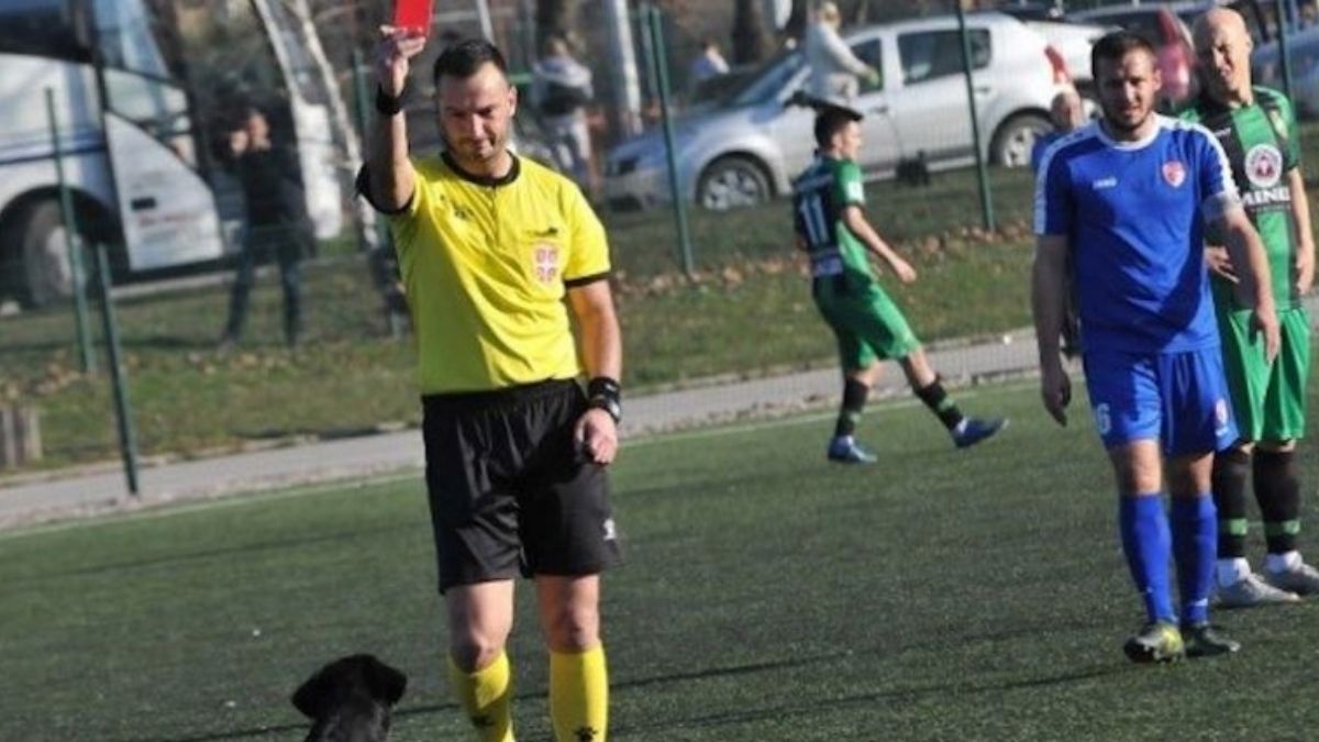 Insolite : un chien entre 4 fois sur un terrain de foot et prend un carton rouge
