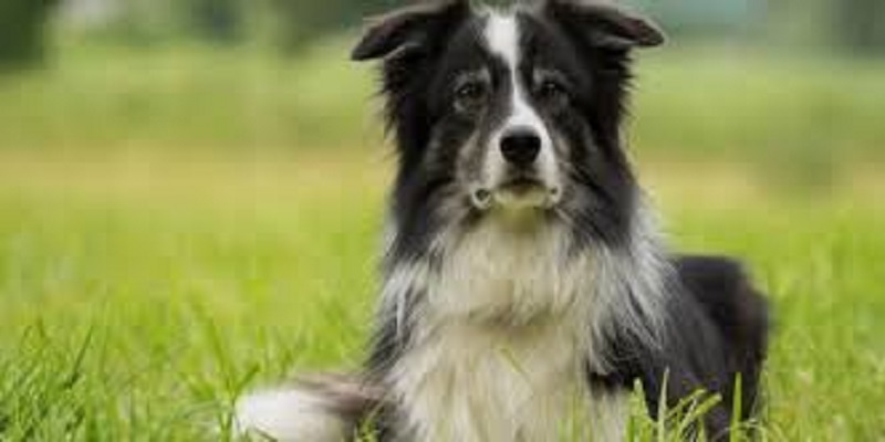 Insolite : un chien hérite de 5 millions de dollars