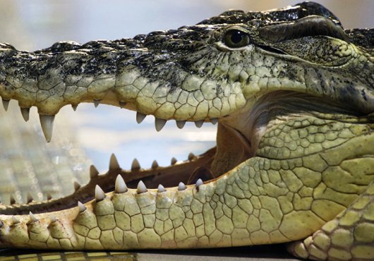Le père et le grand-père d’une fillette de 9 ans ouvrent la gueule d’un crocodile pour la sauver
