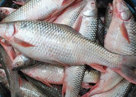 Insuffler de la vitalité au secteur piscicole togolais